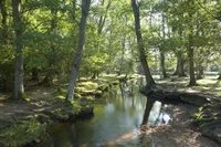 Định nghĩa & cách phát âm từ brook