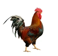 Định nghĩa & cách phát âm từ cock