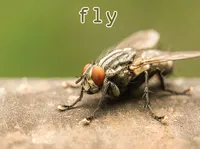 Định nghĩa & cách phát âm từ fly