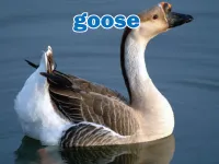 Định nghĩa & cách phát âm từ goose