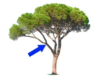 Định nghĩa & cách phát âm từ limb