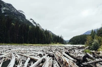 Định nghĩa & cách phát âm từ logjam