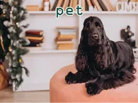 Định nghĩa & cách phát âm từ pet