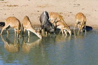 Định nghĩa & cách phát âm từ waterhole