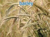 Định nghĩa & cách phát âm từ barley