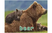 Định nghĩa & cách phát âm từ bear