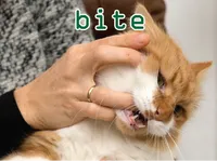 Định nghĩa & cách phát âm từ bite