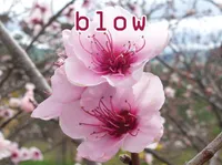 Định nghĩa & cách phát âm từ blow