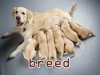 Định nghĩa & cách phát âm từ breed