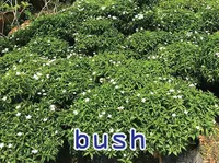 Định nghĩa & cách phát âm từ bush