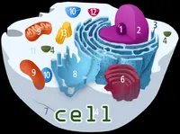 Định nghĩa & cách phát âm từ cell