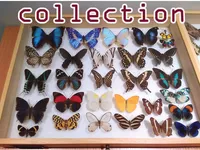 Định nghĩa & cách phát âm từ collection