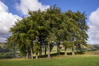 Định nghĩa & cách phát âm từ copse