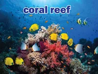 Định nghĩa & cách phát âm từ coral reef