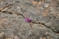 Định nghĩa & cách phát âm từ crevice