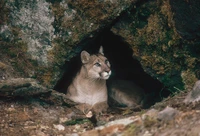 Định nghĩa & cách phát âm từ den