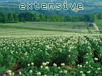 Định nghĩa & cách phát âm từ extensive