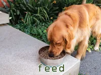 Định nghĩa & cách phát âm từ feed