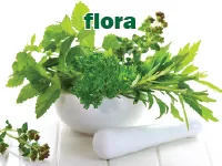 Định nghĩa & cách phát âm từ flora