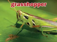 Định nghĩa & cách phát âm từ grasshopper