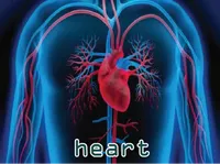 Định nghĩa & cách phát âm từ heart