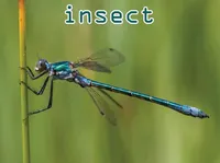 Định nghĩa & cách phát âm từ insect