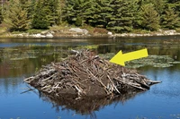 Định nghĩa & cách phát âm từ lodge