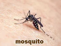 Định nghĩa & cách phát âm từ mosquito