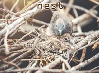 Định nghĩa & cách phát âm từ nest