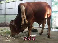 Định nghĩa & cách phát âm từ odd