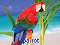 Định nghĩa & cách phát âm từ parrot