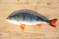 Định nghĩa & cách phát âm từ perch