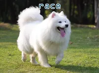 Định nghĩa & cách phát âm từ race