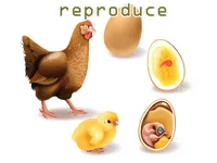 Định nghĩa & cách phát âm từ reproduce