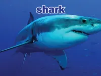 Định nghĩa & cách phát âm từ shark