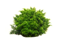 Định nghĩa & cách phát âm từ shrub
