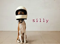Định nghĩa & cách phát âm từ silly