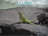 Định nghĩa & cách phát âm từ slight