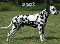 Định nghĩa & cách phát âm từ spot