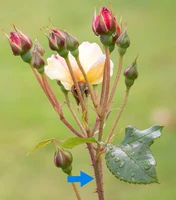 Định nghĩa & cách phát âm từ stem