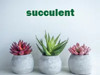 Định nghĩa & cách phát âm từ succulent