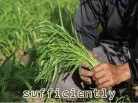 Định nghĩa & cách phát âm từ sufficiently