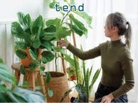 Định nghĩa & cách phát âm từ tend