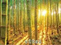 Định nghĩa & cách phát âm từ vital