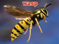 Định nghĩa & cách phát âm từ wasp