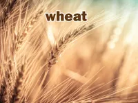 Định nghĩa & cách phát âm từ wheat