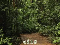 Định nghĩa & cách phát âm từ wild