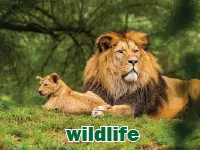 Định nghĩa & cách phát âm từ wildlife