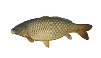 Định nghĩa & cách phát âm từ carp