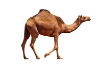Định nghĩa & cách phát âm từ dromedary